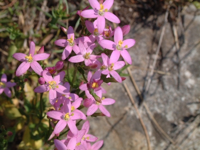 Centaurium erythraea / Centauro maggiore